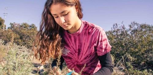 zoe wong vanharen clips plant samples in the pitzer outback.